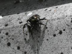 Evarcha denticulata