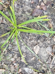 Carex microdonta