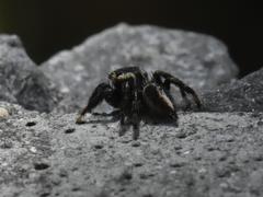 Evarcha denticulata