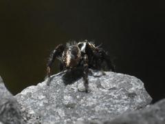 Evarcha denticulata