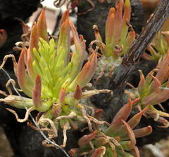 Tylecodon cacalioides