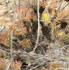 Tylecodon cacalioides