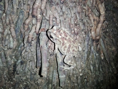 Duttaphrynus melanostictus