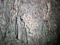 Duttaphrynus melanostictus