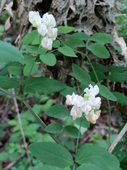 Lathyrus holochlorus
