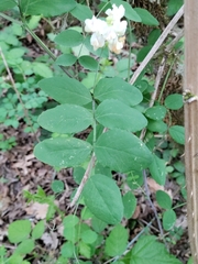Lathyrus holochlorus