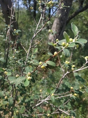 Cotoneaster tauricus