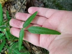 Desmodium paniculatum paniculatum