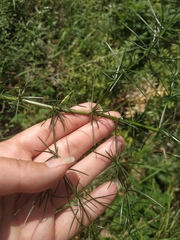 Asparagus verticillatus