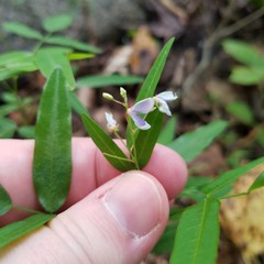 Desmodium paniculatum paniculatum