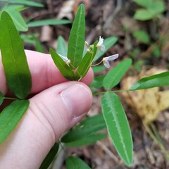 Desmodium paniculatum paniculatum