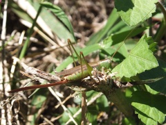 Conocephalus exemptus