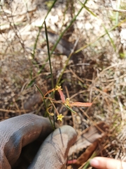 Acacia applanata
