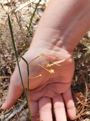 Acacia applanata