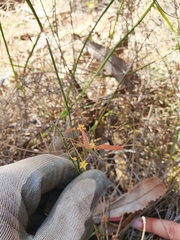 Acacia applanata