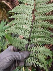 Asplenium acuminatum