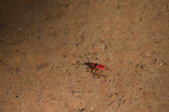 Probergrothius varicornis