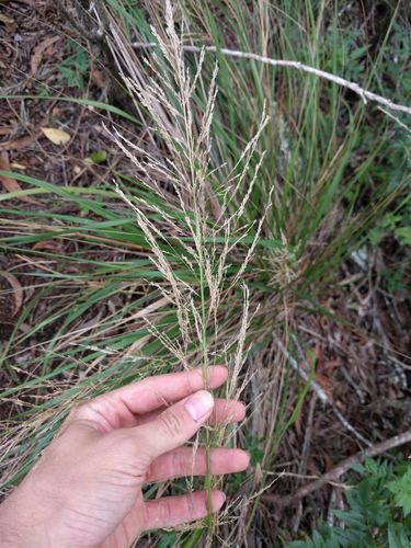 Eragrostis grandis
