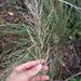 Eragrostis grandis - Photo (c) Kevin Faccenda, algunos derechos reservados (CC BY), subido por Kevin Faccenda