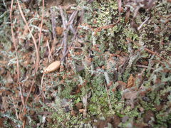 Cladonia enantia