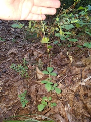Agrimonia microcarpa
