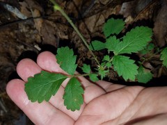 Agrimonia microcarpa