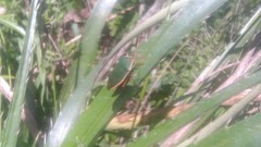 Edessa rufomarginata