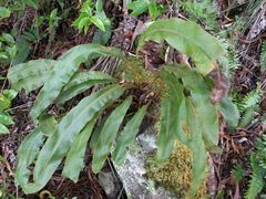 Elaphoglossum paleaceum