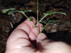 Agrimonia microcarpa