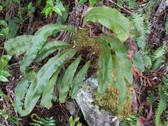 Elaphoglossum paleaceum
