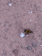 Dasymutilla arenivaga