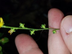 Agrimonia microcarpa