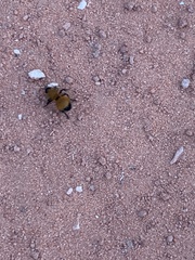 Dasymutilla arenivaga