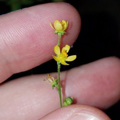 Agrimonia microcarpa