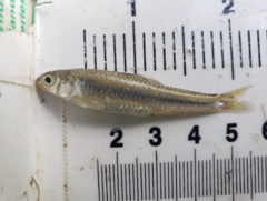 Notropis stramineus