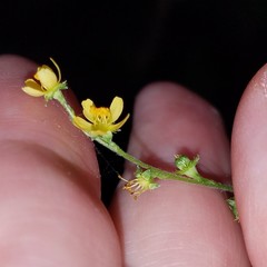 Agrimonia microcarpa