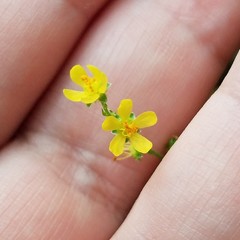 Agrimonia microcarpa