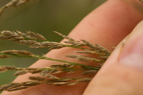 Eragrostis grandis