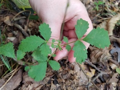 Agrimonia microcarpa