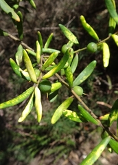 Persoonia mollis ledifolia