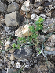 Euphorbia taurinensis