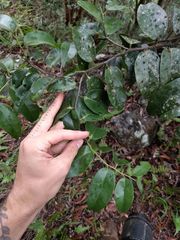 Diospyros sandwicensis