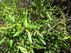 Persoonia mollis ledifolia