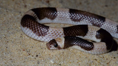 Phyllorhynchus browni