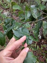 Diospyros sandwicensis