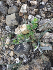 Euphorbia taurinensis