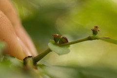 Euphorbia multiformis
