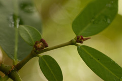Euphorbia multiformis