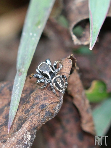Habronattus cambridgei
