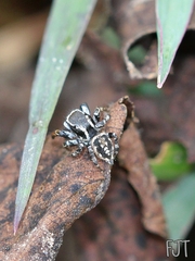 Habronattus cambridgei